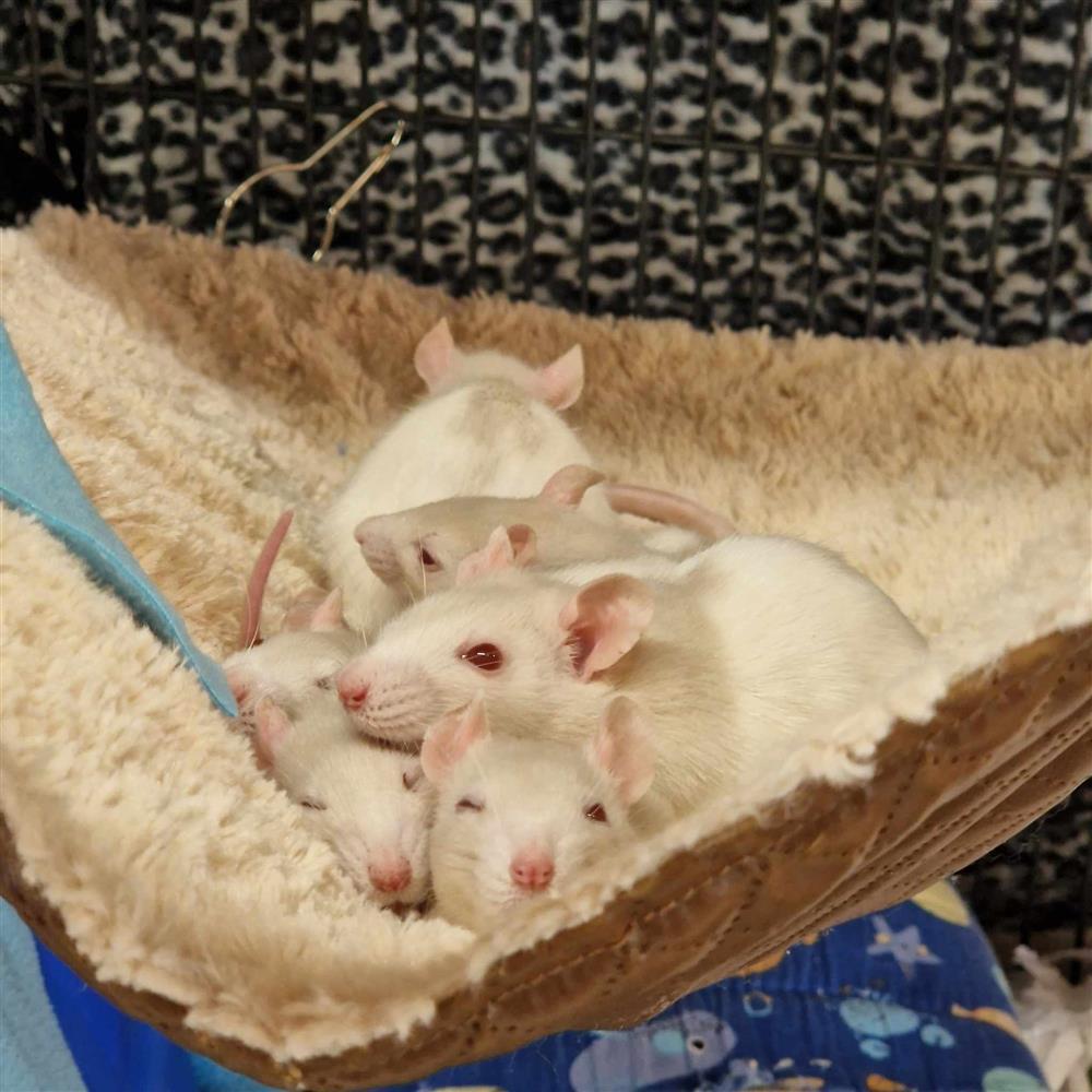 9 Lady Rats9887