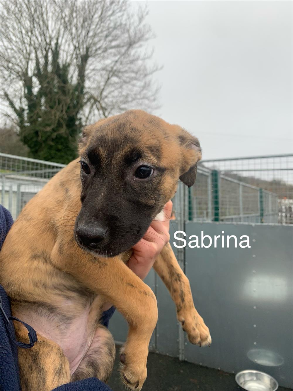 Sabrina (C)11004